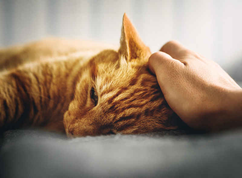 Photo close-up of an orange tabby cat lying down with a hand petting the cat's head